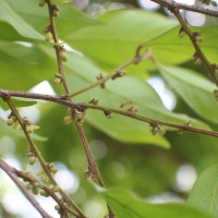 Cleistanthus pallidus (Thwaites) Müll.Arg.